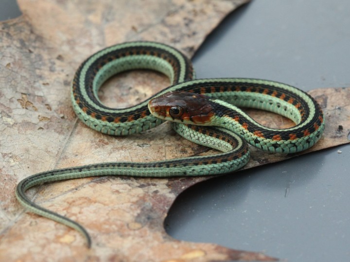 California Red-sided Garter Snake